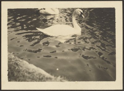 [Cigno] da Louis Fleckenstein