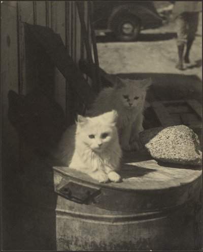 Tre gattini da Louis Fleckenstein