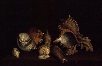 Natura morta di conchiglie su un ripiano da Louis Hubner
