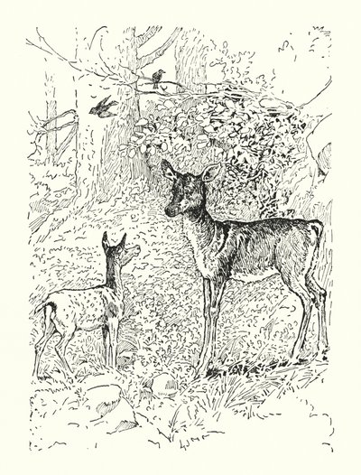 Il cerbiatto e sua madre da Louis John Rhead