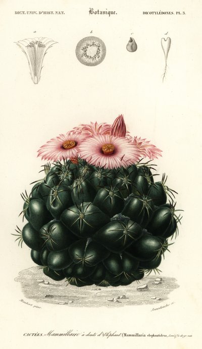 Cactus alveare, Coryphantha elephantidens da Louis Joseph Edouard Maubert