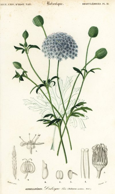 Fiore di pizzo blu, Trachymene coerulea da Louis Joseph Edouard Maubert