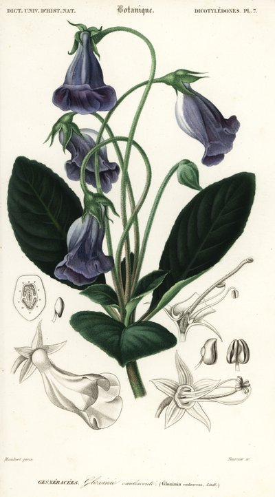 Gloxinia brasiliana, Sinningia speciosa (incisione) da Louis Joseph Edouard Maubert