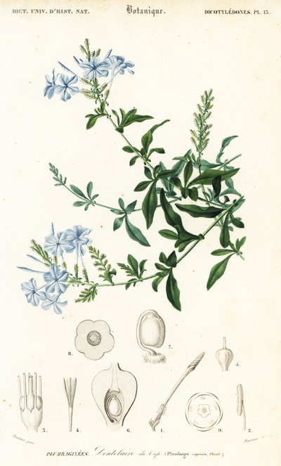 Plumbago del Capo, Plumbago auriculata (incisione) da Louis Joseph Edouard Maubert