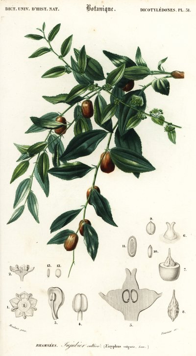 Dattero cinese o giuggiola, Ziziphus jujuba da Louis Joseph Edouard Maubert