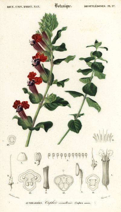 Pianta del sigaro, Cuphea llavea (incisione) da Louis Joseph Edouard Maubert