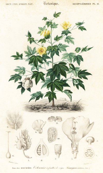 Pianta di cotone, Gossypium barbadense, 1849 (incisione) da Louis Joseph Edouard Maubert