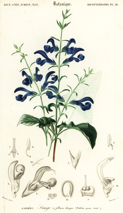 Salvia gentiana o salvia diffusa, Salvia patens (incisione) da Louis Joseph Edouard Maubert