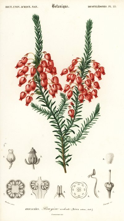 Erica ardens (incisione) da Louis Joseph Edouard Maubert