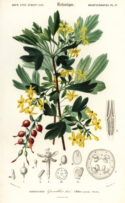 Ribes dorato, Ribes aureum da Louis Joseph Edouard Maubert