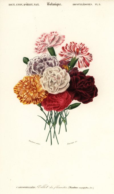 Gruppo di garofani, Dianthus caryophyllus da Louis Joseph Edouard Maubert