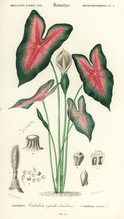Cuore di Gesù, Caladium bicolor da Louis Joseph Edouard Maubert