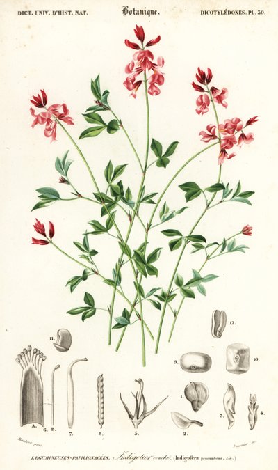 Pianta di indaco, Indigofera procumbens (incisione) da Louis Joseph Edouard Maubert