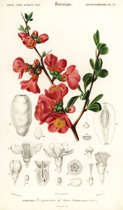 Cotogno giapponese, Chaenomeles japonica da Louis Joseph Edouard Maubert