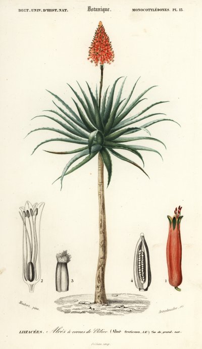 Aloe arborescens (incisione) da Louis Joseph Edouard Maubert