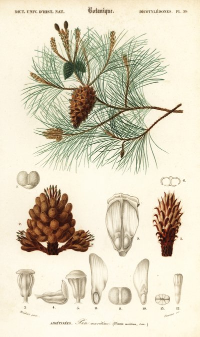 Pino marittimo o pino a grappolo, Pinus pinaster, 1849 (incisione) da Louis Joseph Edouard Maubert