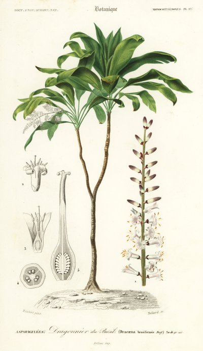 Giglio di palma, Cordyline fruticosa (incisione) da Louis Joseph Edouard Maubert