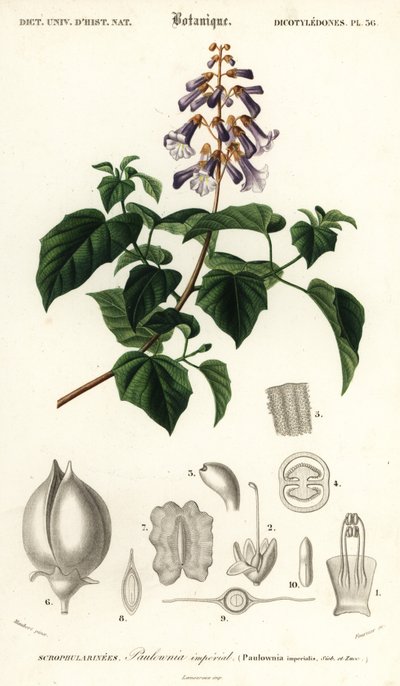Albero della principessa, albero dell