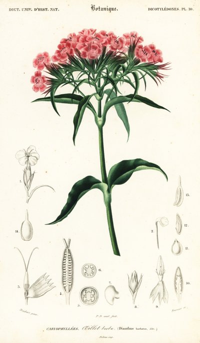 Garofano dei poeti, Dianthus barbatus (incisione) da Louis Joseph Edouard Maubert