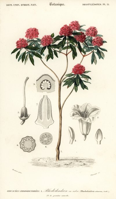 Rododendro arboreo, Rhododendron arboreum (incisione) da Louis Joseph Edouard Maubert