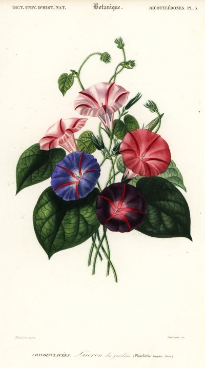 Varietà di gloria mattutina, Pharbitis hispida (incisione) da Louis Joseph Edouard Maubert