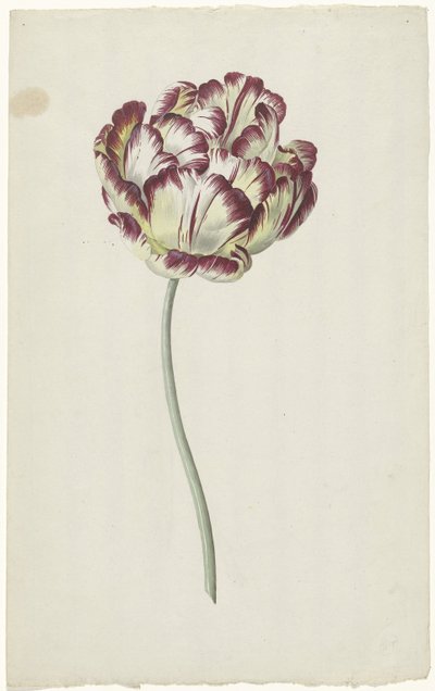 Tulipano da Louis Moritz