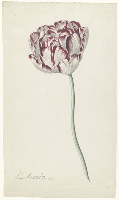 Tulipano da Louis Moritz