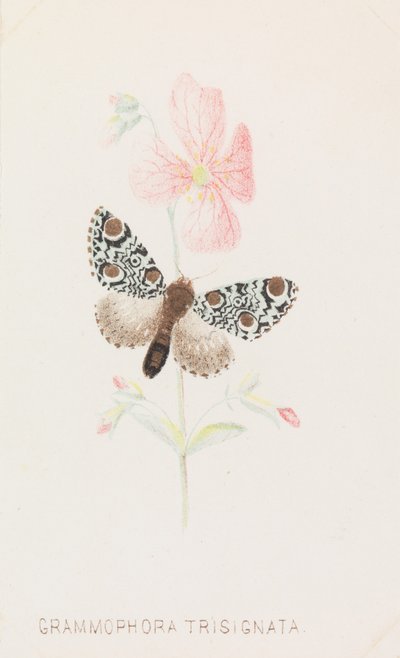 Grammophora Trisignata da Louis Prang