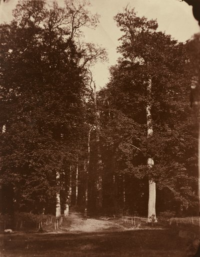 Foresta a Saint-Cloud da Louis Rémy Robert