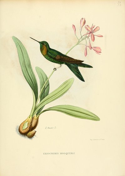 Eriocnemis mosquerae da Louis Victor Bevalet