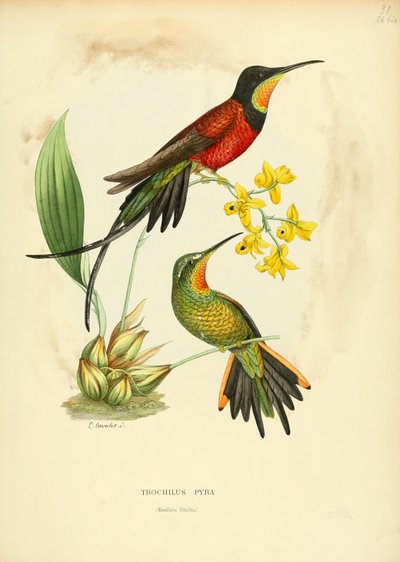 Trochilus pyra = Topaza pyra da Louis Victor Bevalet