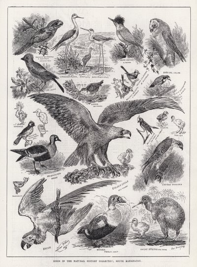 Uccelli nella collezione di storia naturale, South Kensington (incisione) da Louis Wain