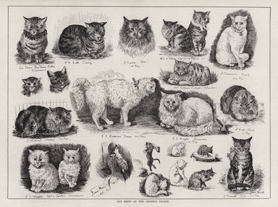 Mostra Felina al Crystal Palace (incisione) da Louis Wain