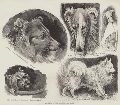Mostra canina alla Agricultural Hall da Louis Wain