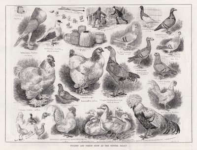Mostra di Pollame e Piccioni al Crystal Palace da Louis Wain