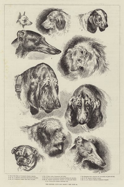 Mostra Canina del Kennel Club da Louis Wain