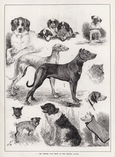 Mostra del Kennel Club al Crystal Palace (incisione) da Louis Wain