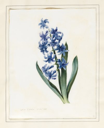 Giacinto, 1826 da Louise DOrleans