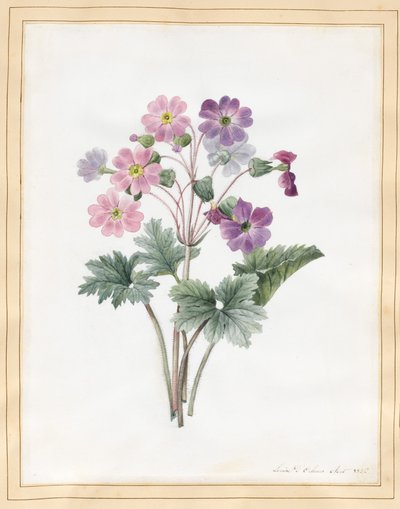 Auricola ibrida da Louise DOrleans