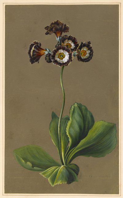 Auricola ibrida, 1830 da Louise DOrleans