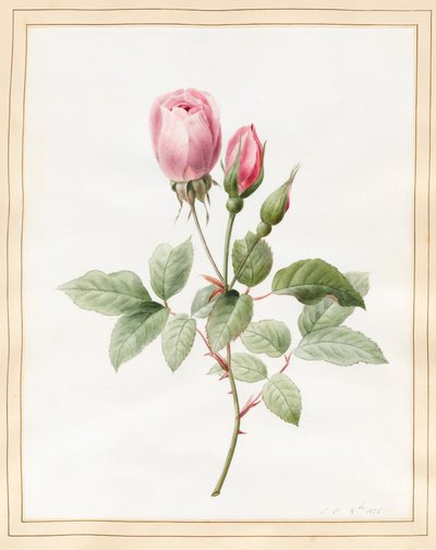 Rosa rosa e boccioli, 1826 da Louise DOrleans