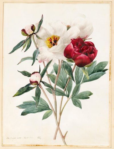 Peonie erbacee rosse e bianche, 1829 da Louise DOrleans