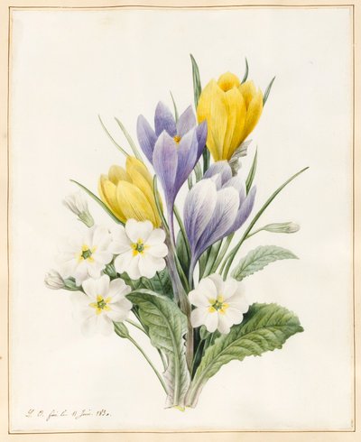 Primule bianche e crochi ibridi precoci, 1830 da Louise DOrleans