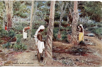Coolies che raccolgono gomma, Ceylon, c.1900-20 (fotografia colorata a mano) da Ltd. Ceylon Plâté