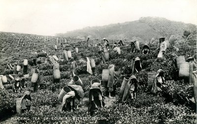 Raccolta del tè, tenuta di campagna, Ceylon, c.1900-1930 da Ltd. Ceylon Plâté