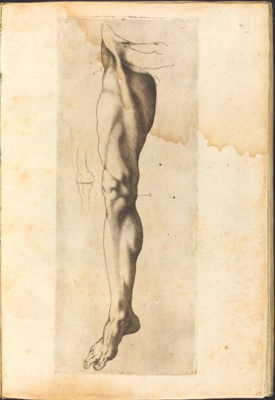Stampa dal libro di disegni da Luca Ciamberlano