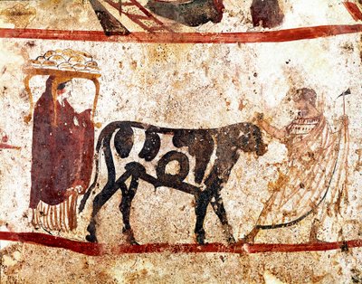 Un toro condotto all