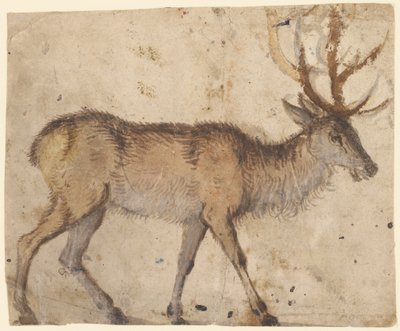 Studio di un cervo (recto); studio di capre (verso) da Lucas Cranach the Elder