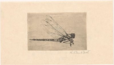 Libellula da Lucie van Dam