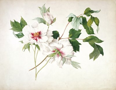Peonia arborea giapponese, 1815 da Lucy Cust